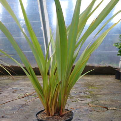 PHORMIUM tenax