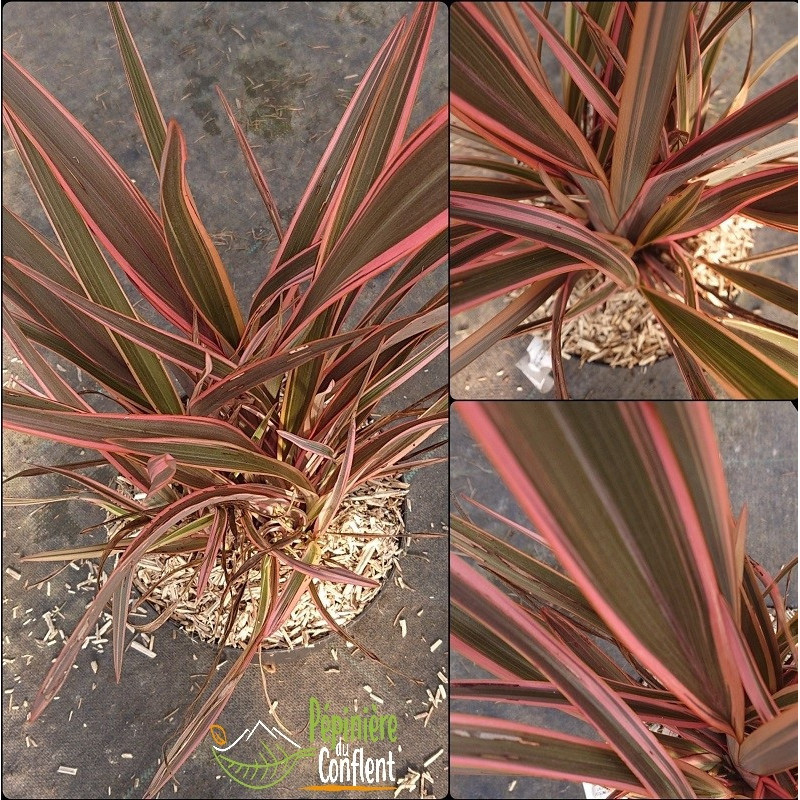 PHORMIUM tenax Sundowner PHORMIUM tenax Sundowner