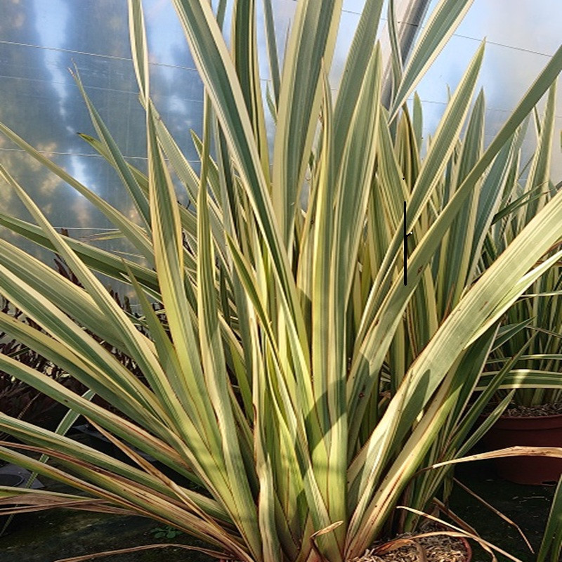 PHORMIUM tenax Variegatum PHORMIUM tenax Variegatum