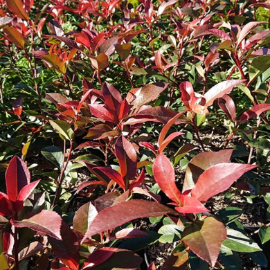PHOTINIA x fraseri Carre rouge