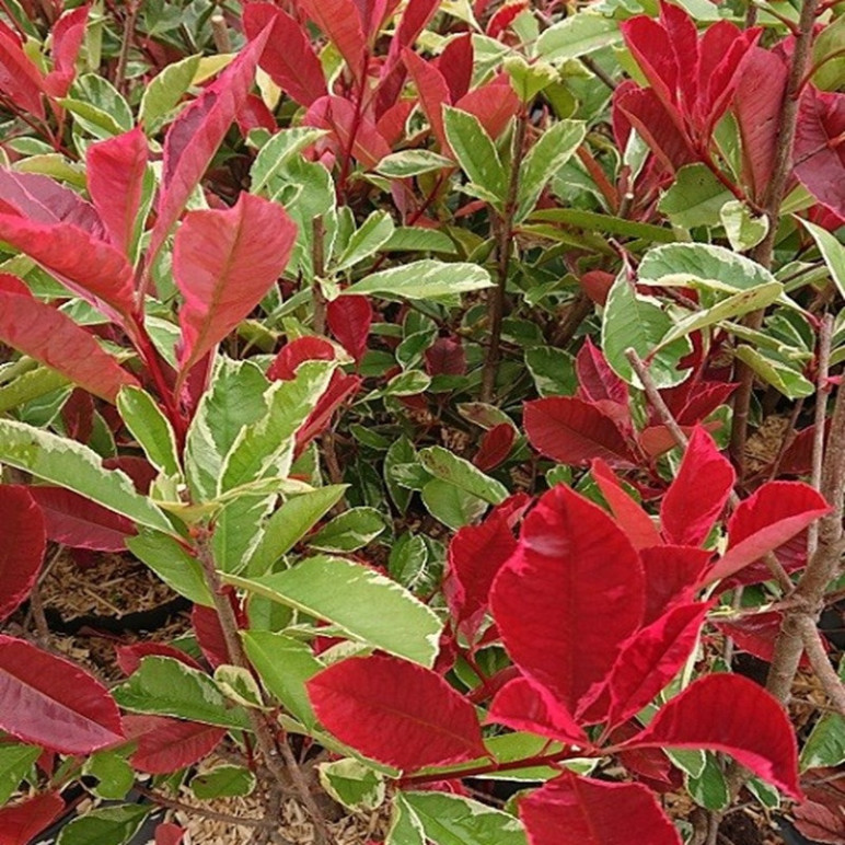 PHOTINIA  Pink marble