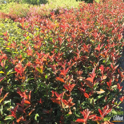 PHOTINIA x fraseri Red robin