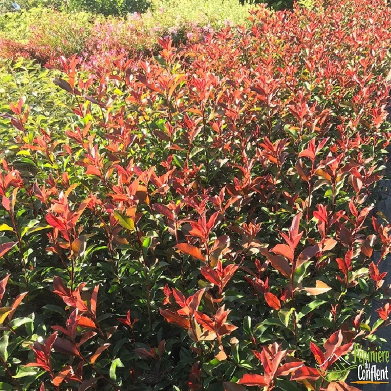 PHOTINIA x fraseri Red robin PHOTINIA x fraseri Red robin