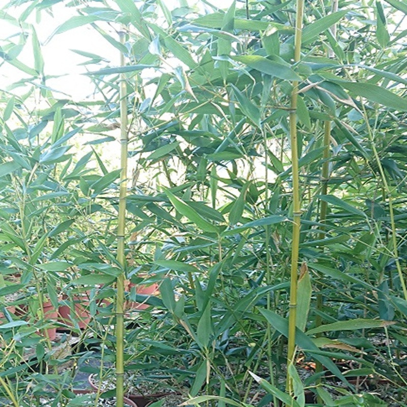PHYLLOSTACHYS bissetti
