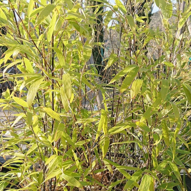PHYLLOSTACHYS nigra