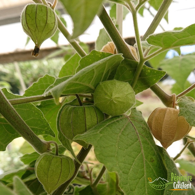 PHYSALIS peruviana Goldvital