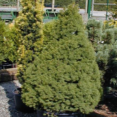 PICEA glauca Conica