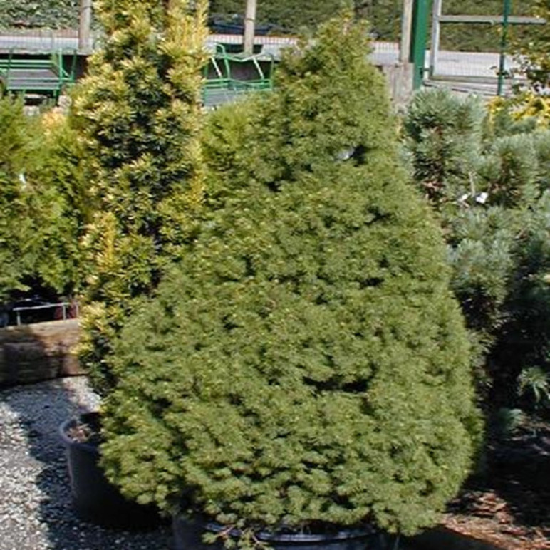 PICEA glauca Conica