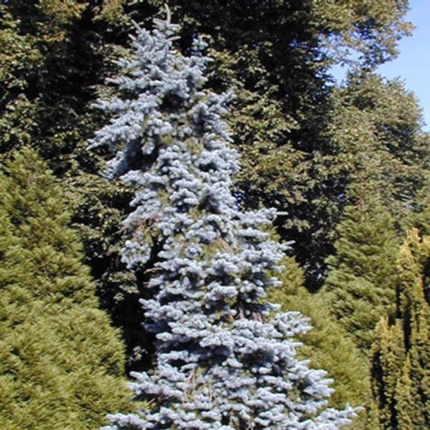 PICEA pungens Koster