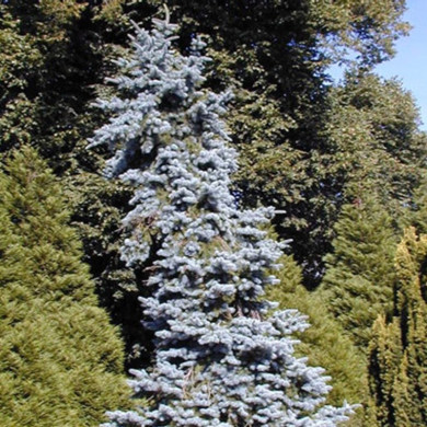 PICEA pungens Koster