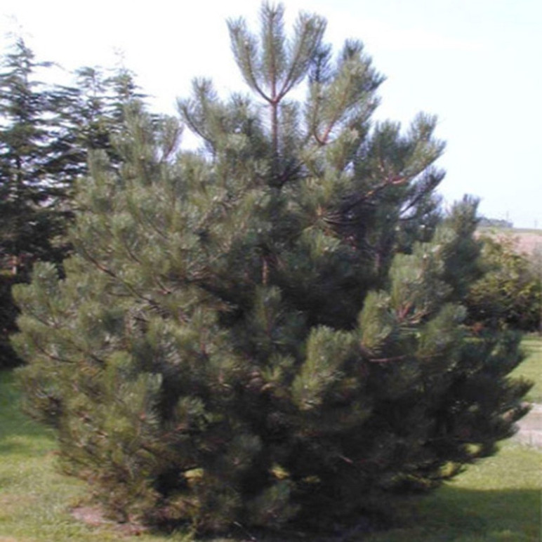 PINUS nigra Austriaca