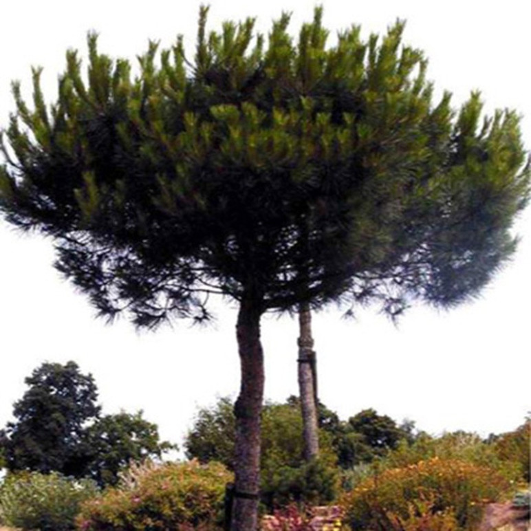PINUS pinea