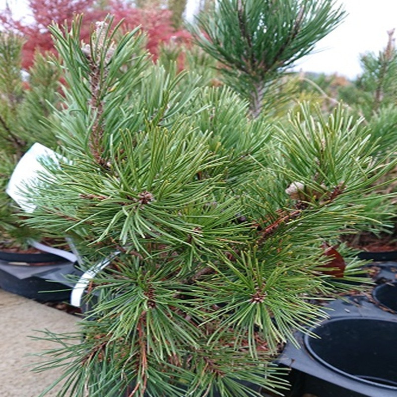 PINUS mugo Gnom