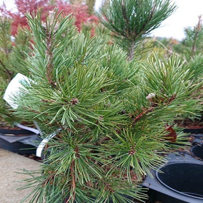 PINUS mugo Gnom