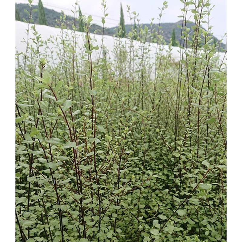 PITTOSPORUM tenuifolium Green elf PITTOSPORUM tenuifolium Green elf