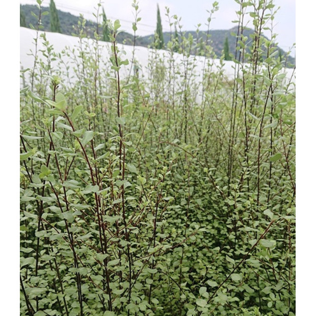 PITTOSPORUM tenuifolium Green elf