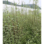 PITTOSPORUM tenuifolium Green elf PITTOSPORUM tenuifolium Green elf