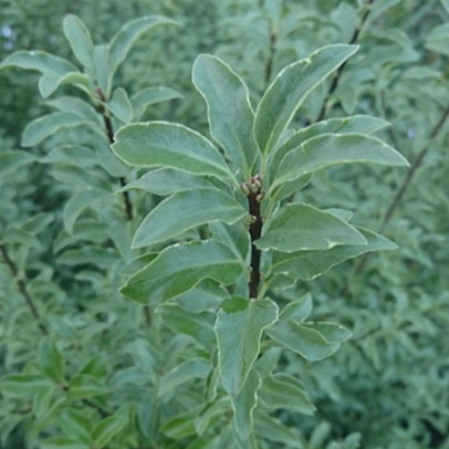 PITTOSPORUM tenuifolium Penmarch