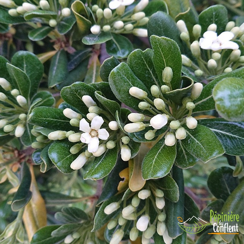 PITTOSPORUM tobira PITTOSPORUM tobira