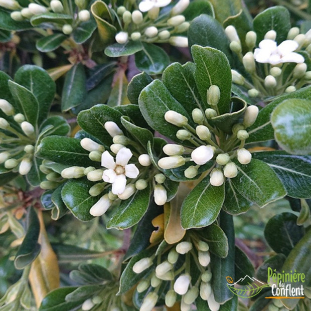 PITTOSPORUM tobira