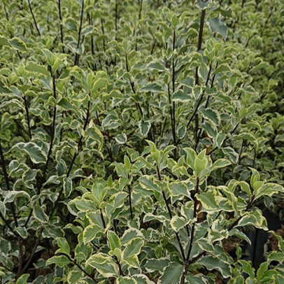 PITTOSPORUM tenuifolium Variegatum
