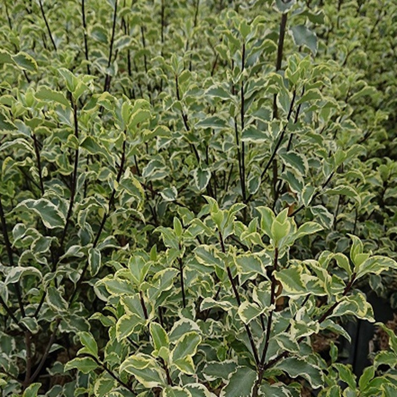 PITTOSPORUM tenuifolium Variegatum