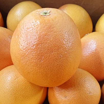 CITRUS paradisii Star ruby (pomelo)