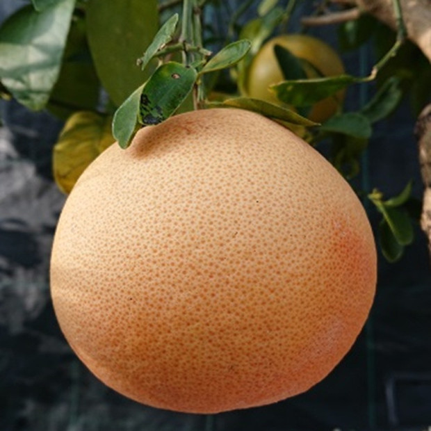 CITRUS paradisii Star ruby (pomelo)