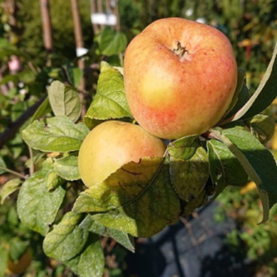 MALUS communis Coquette (pommier)