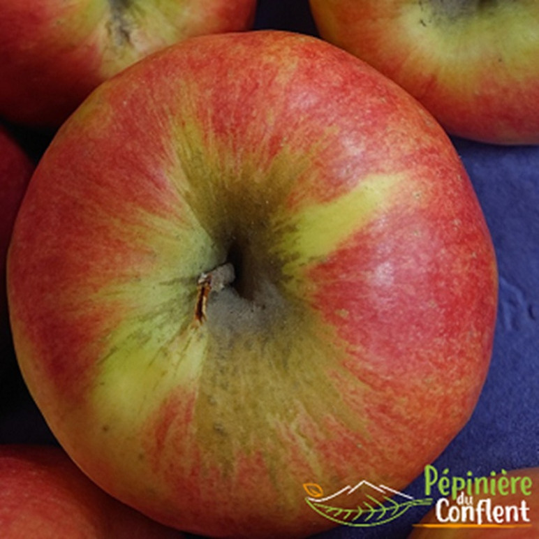 MALUS communis Royal gala (pommier)