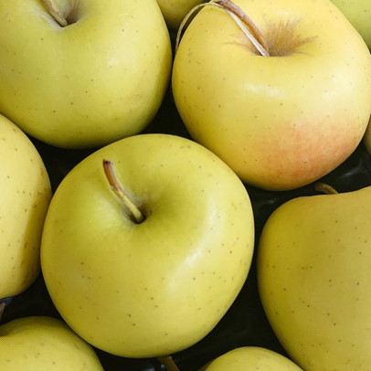 MALUS communis Golden delicious (pommier)