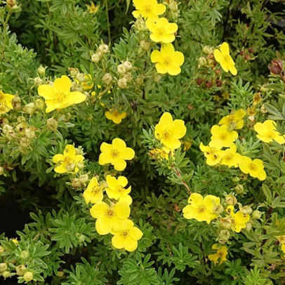 POTENTILLA fruticosa Goldfinger