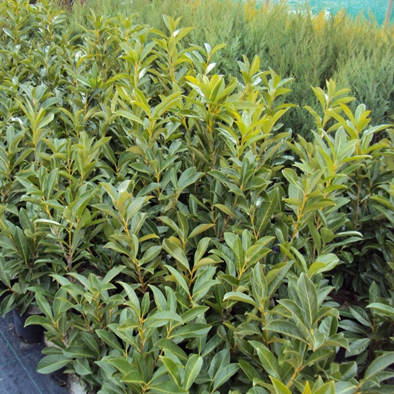 PRUNUS laurocerasus Caucasica dart's