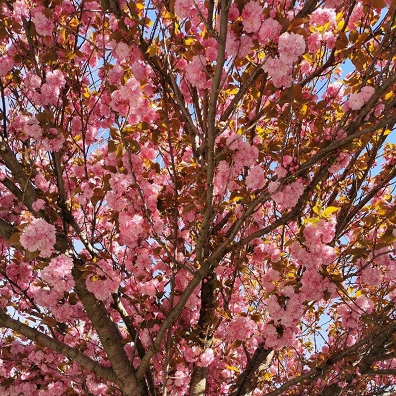 PRUNUS serrulata Kanzan PRUNUS serrulata Kanzan