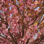 PRUNUS serrulata Kanzan PRUNUS serrulata Kanzan