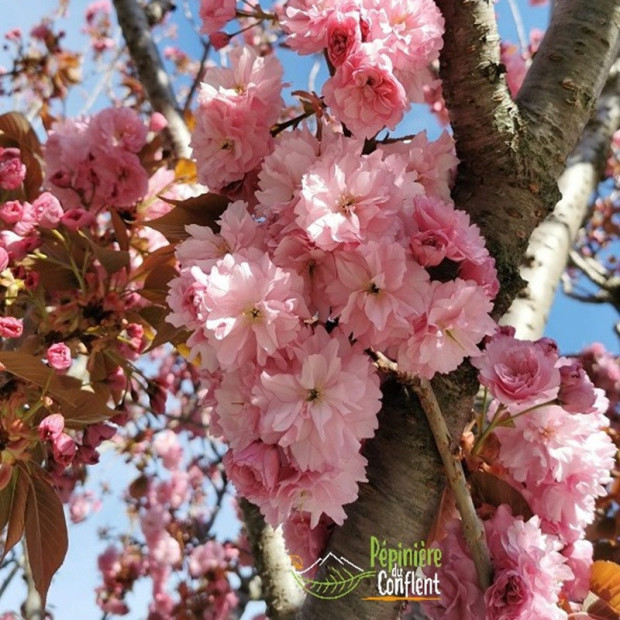 PRUNUS serrulata Kanzan