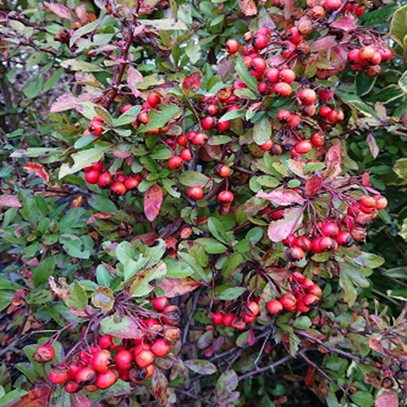 PYRACANTHA Ventoux red PYRACANTHA Ventoux red