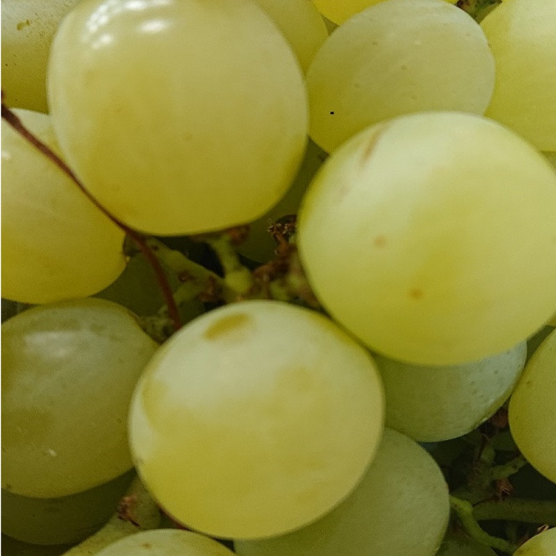 VITIS vinifera Italia (vigne)