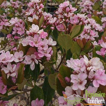 RAPHIOLEPIS x delacourii Coastes crimson