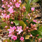 RAPHIOLEPIS x delacourii Coastes crimson