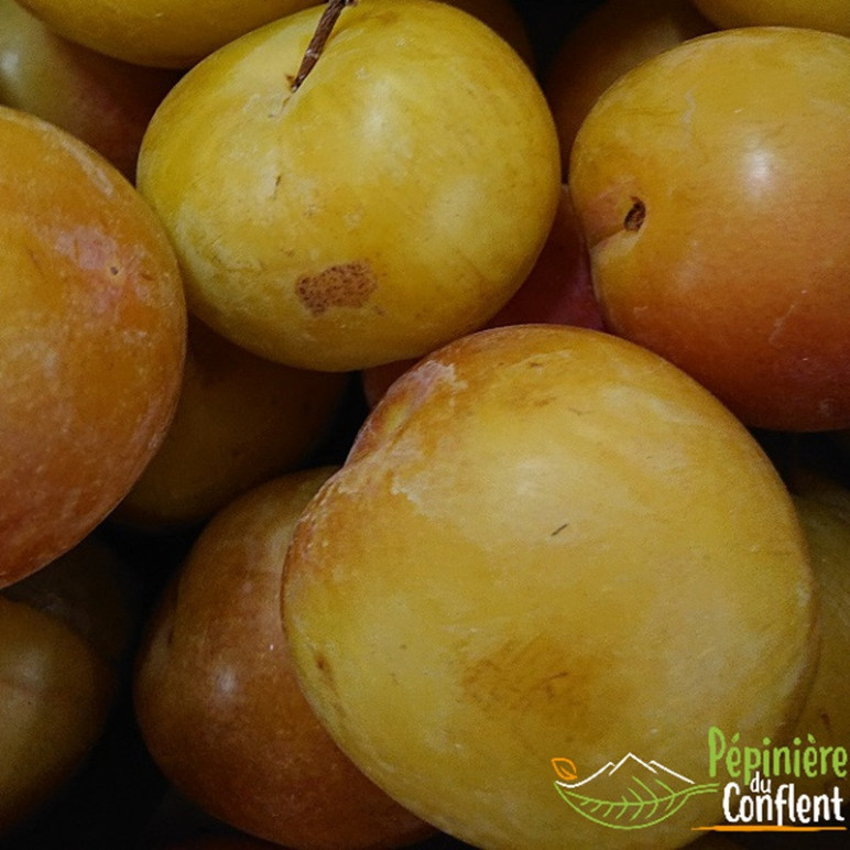 PRUNUS domestica Reine claude dor&eacute;e (prunier)