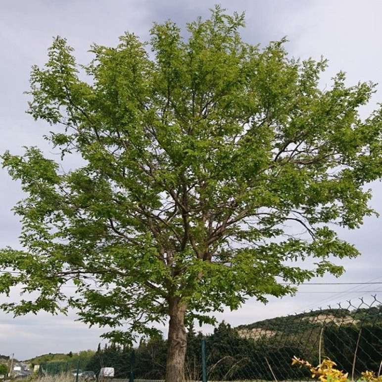 ROBINIA pseudoacacia Umbraculifera