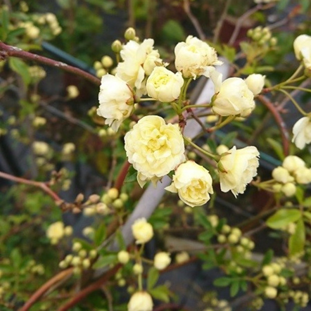 ROSA banksiae Lutea plena