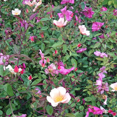 ROSA chinensis Mutabilis