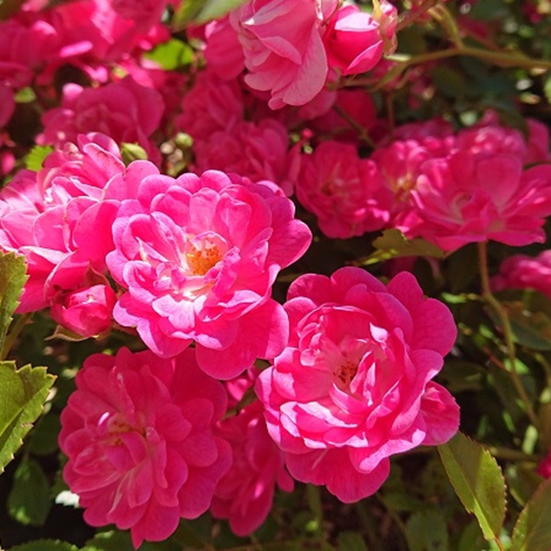 ROSA paysager Fairyrood (rose vif) ROSA paysager Fairyrood (rose vif)