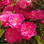 ROSA paysager Fairyrood (rose vif) ROSA paysager Fairyrood (rose vif)