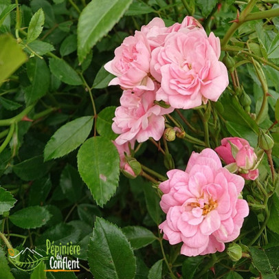 ROSA paysager The fairy (rose clair)