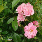 ROSA paysager The fairy (rose clair)