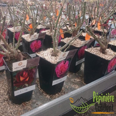 ROSA x Buisson collection (rosier)