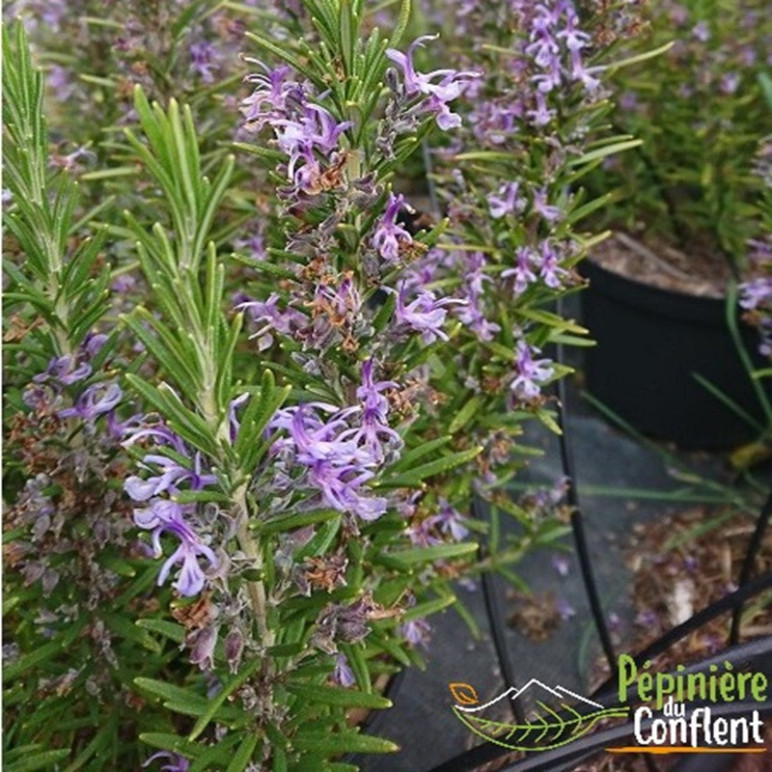 ROSMARINUS officinalis